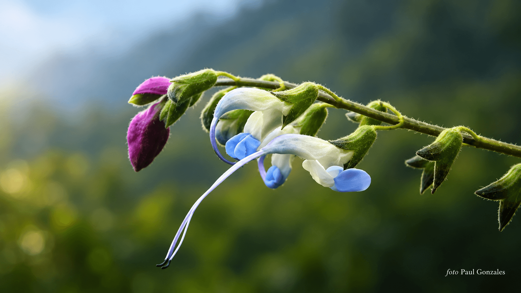Salvia messii: descubren en Perú una flor bautizada en honor a Lionel Messi y advierten que está en peligro
